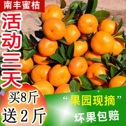 應(yīng)季蜜桔正當(dāng)時(shí) 從薄皮小紅蜜到經(jīng)典沙糖桔，新鮮水果批發(fā)指南