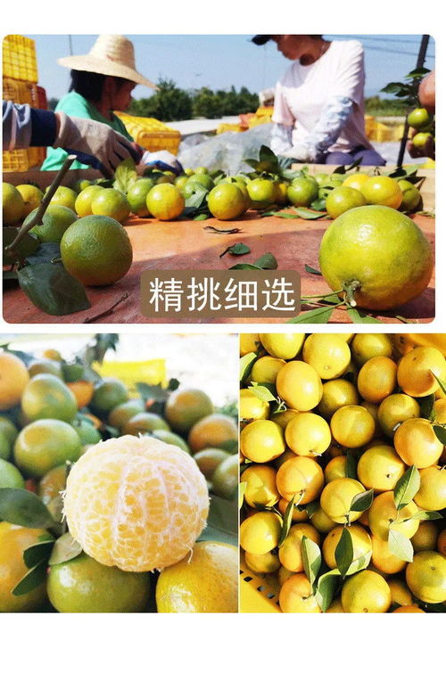 廣西皇帝柑 薄皮多汁的“貢柑”傳奇，孕婦與家庭皆宜的當(dāng)季鮮果